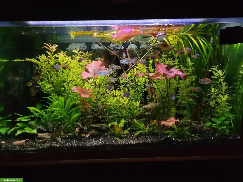 Probleme mit ihrem Aquarium?