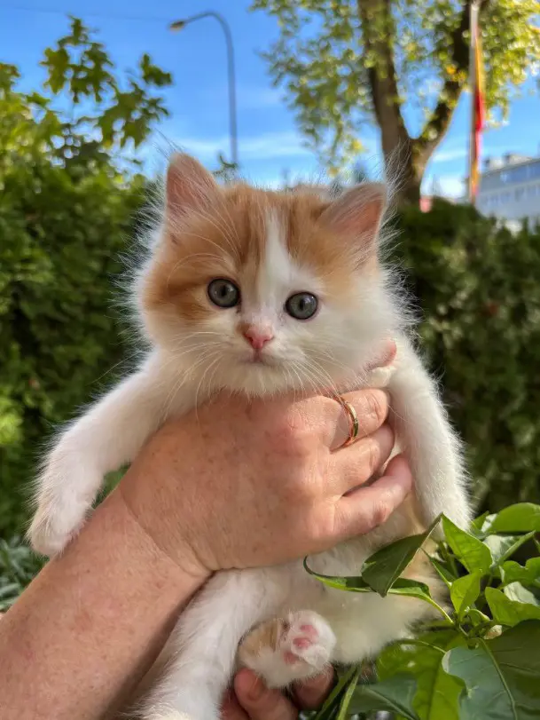 9e3b41ae-c89e-4bd4-9f40-521b4bec86d4-Katze 3.jpg