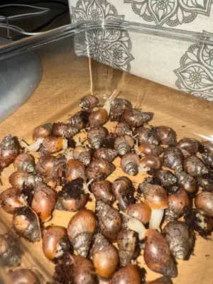 Achatschnecken Lissachatina Fulicas