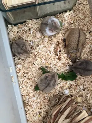 Campellhamster Junge
