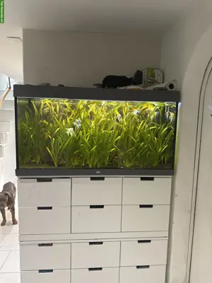 Juwel Aquarium 350L Grau inkl. Fischen/Bodenbewohner Aal
