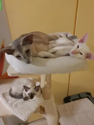 2 Balinesen-Katerchen suchen neues Zuhause