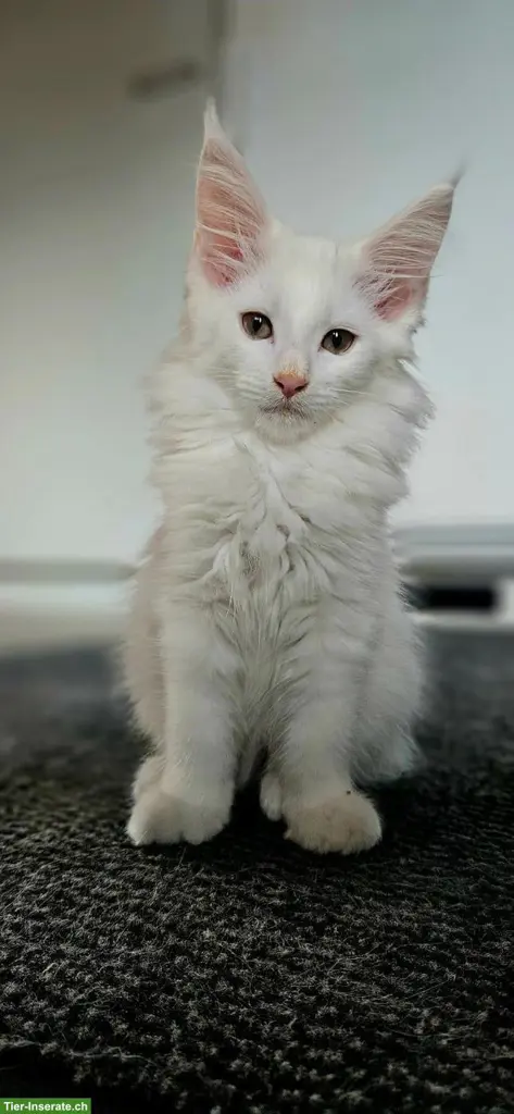 Junger weisser Maine Coone Kater