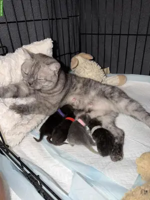 4 süsse Britisch Kurzhaar Kitten suchen ihr Zuhause