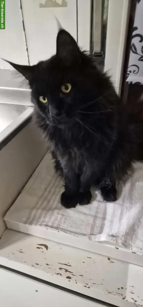 Maine Coon Deckkater mit Stammbaum