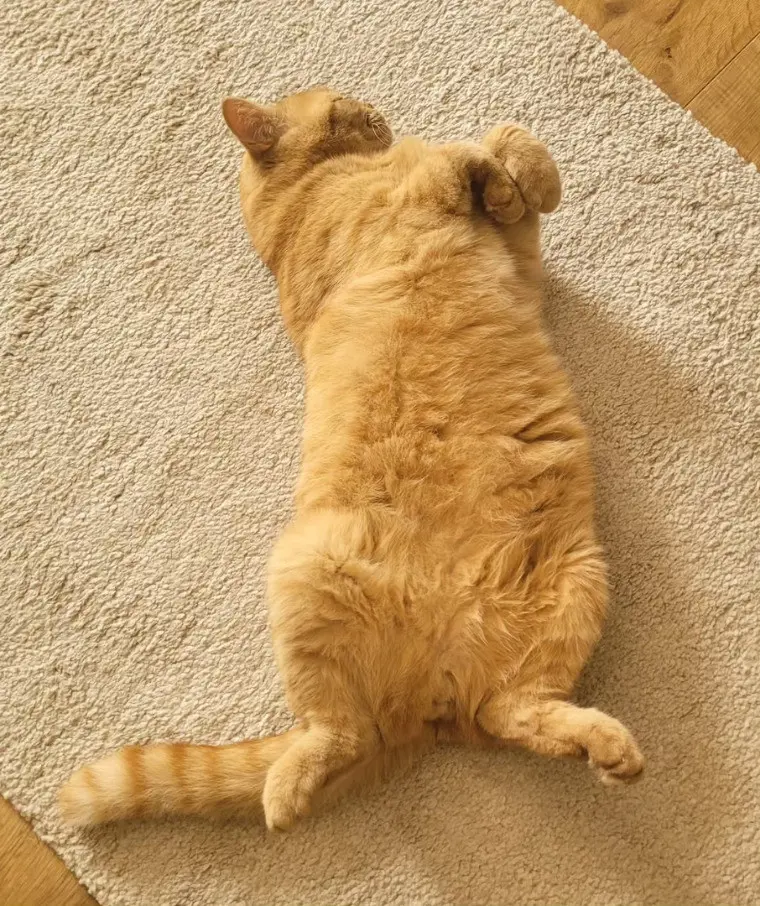 0534c8d4-0ec3-44c3-9d1b-1f0e933de0f5-Milly (7).jpg