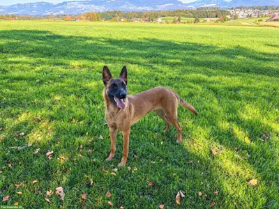 Malinois Hündin, 9 Monate alt