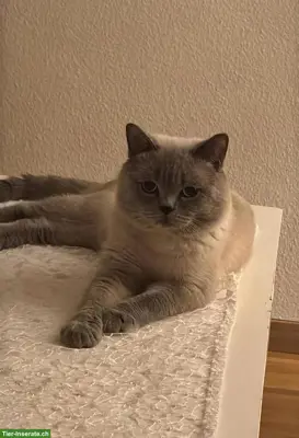 Britisch Kurzhaar Deckkater sucht Katzendame