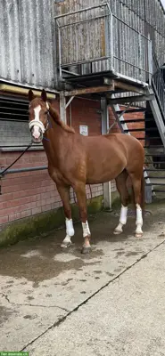 Reitbeteiligung für junges Pferd in Oberwil BL
