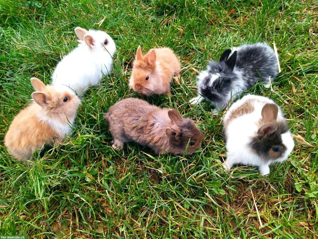 Junge Meerschweinchen oder Zwergkaninchen mit Kleintierställen