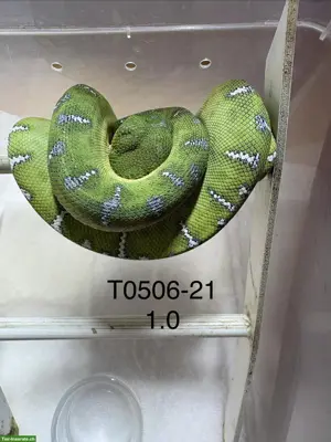 Hundskopfboa / Corallus caninus ENZ