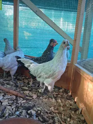 Araucana Lavender Junghähne zu verkaufen