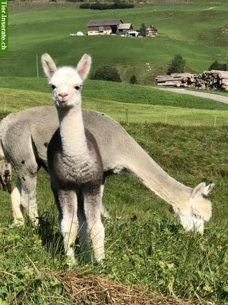 Alpaka Jungtiere, tragende Stuten, auch mit Fohlen bei Fuss