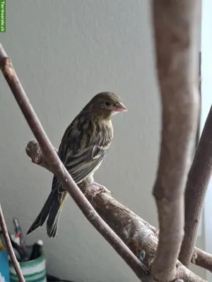 Junger Kanarienvogel abzugeben