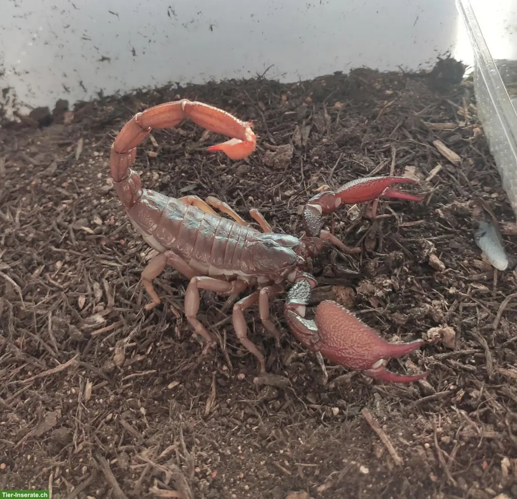 Skorpion Nachzuchten: Gigantometrus swammerdami, Nebo whitei