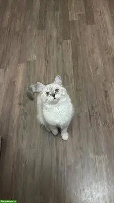 British Shorthair Katze mit Zubehör abzugeben