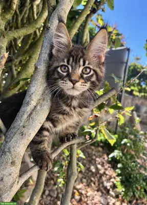 Maine Coon Kitten mit Stammbaum