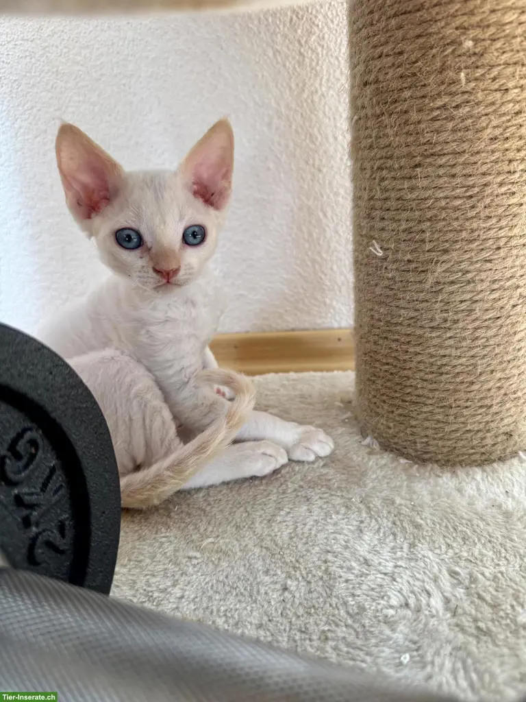 Devon Rex Kitten suchen ein liebes Zuhause
