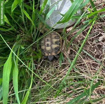 Griechische Landschildkröten-Babys zu verkaufen