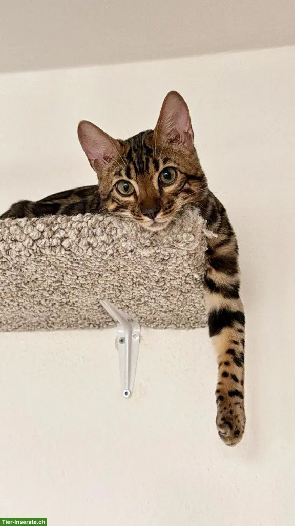 Bengal Kitten sucht ein liebevolles Zuhause