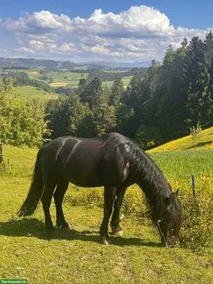 Biete Pflege-/Reitbeteiligung für Wallach im Kanton BE