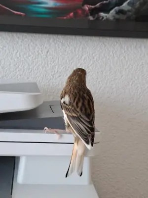 Junger Kanarienvogel abzugeben