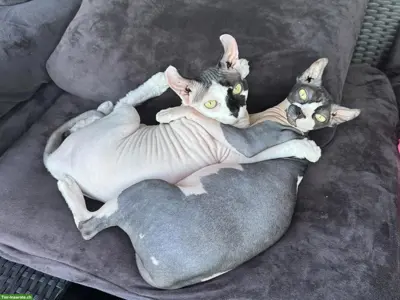 Zwei 1.5-jährige Sphynx Katzen suchen liebes Zuhause