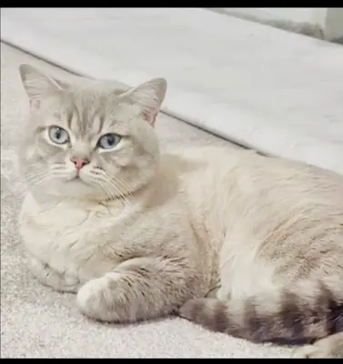 Britisch Kurzhaar Kater