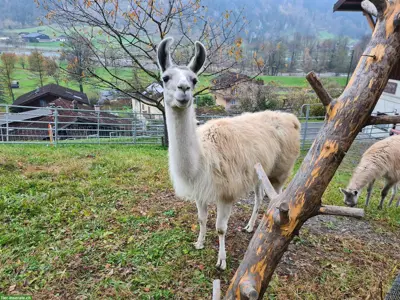 Classic Lama Stute zu verkaufen