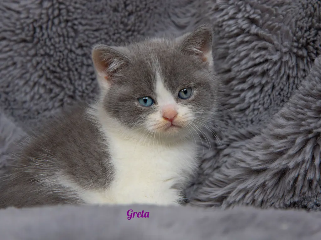 48f114ff-b352-4604-b205-7601c02dc92a-greta_.jpg