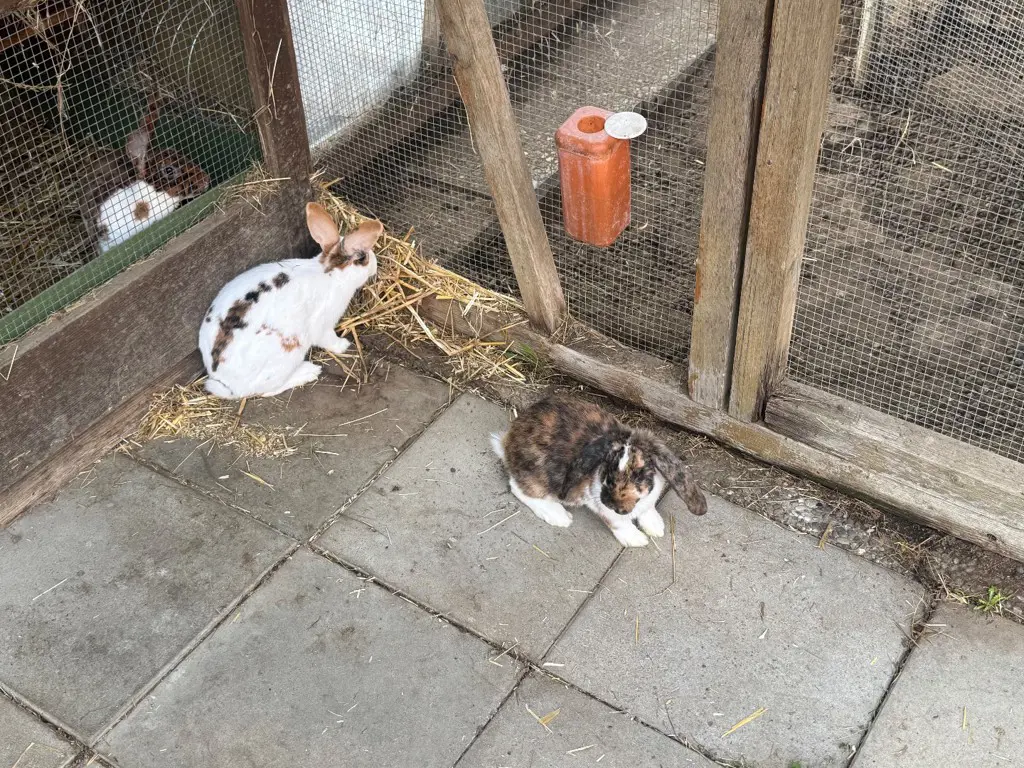 Süsse schöne Kaninchen