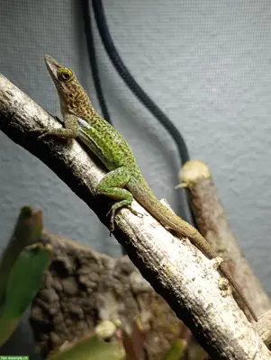 Anolis leachii subadults and babys