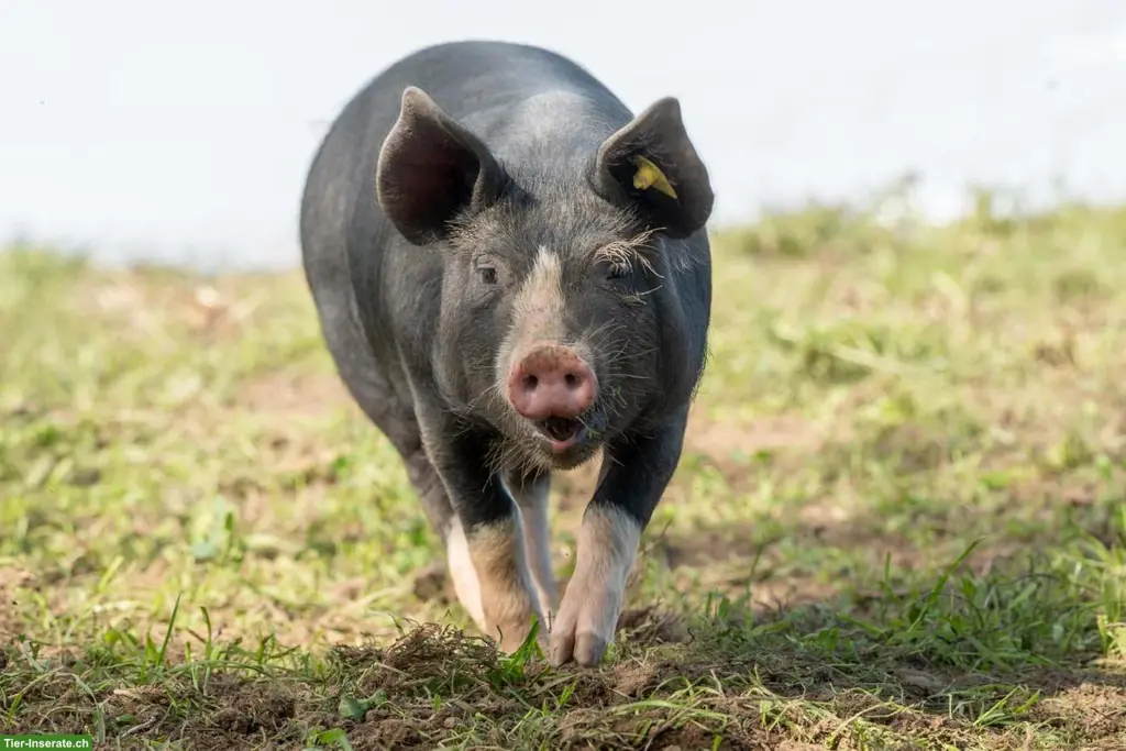 2 Berkshire Ferkel zu verkaufen