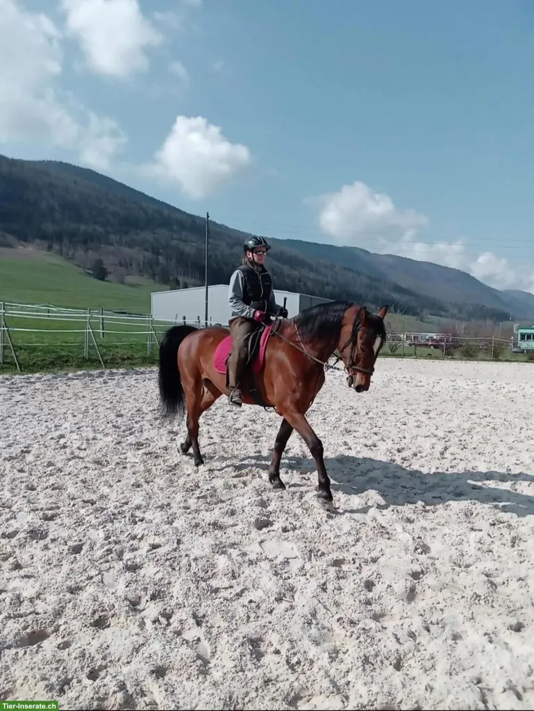 Grosspferd mit 4 Gängen/Tölt in Tschugg BE