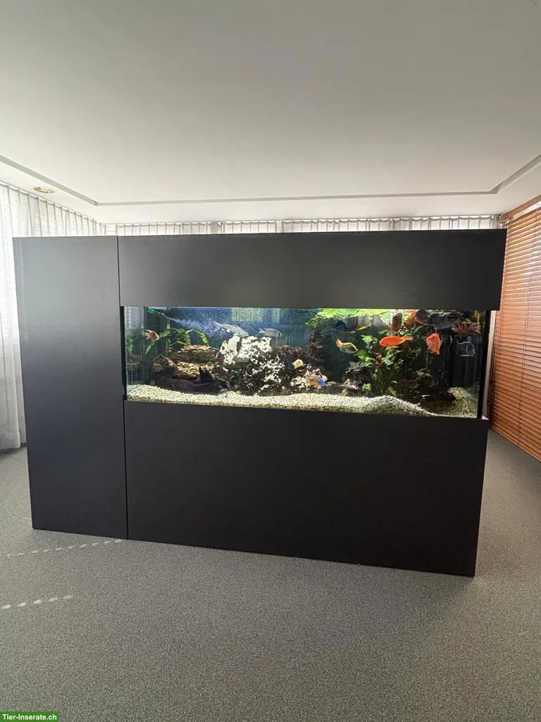 Modernes Design-Aquarium zu verkaufen