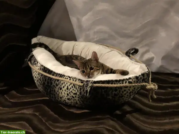 Katzen Kuschelkissen & Böötchen mit Styroporkügelchen selbst genäht