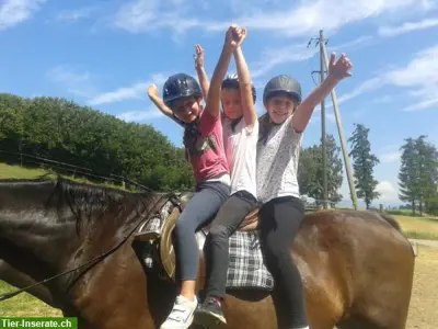 Reitpädagogik für Kinder + Jugendliche, Grosswangen LU