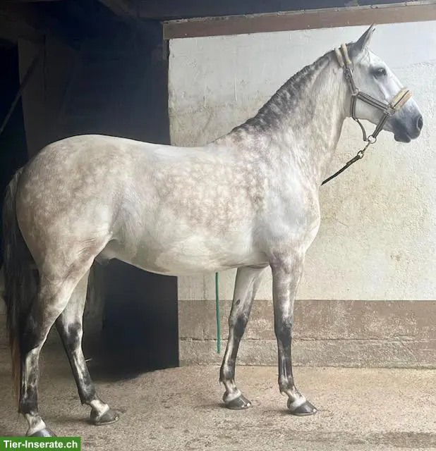 Lusitano Wallach sucht seinen Herzensmenschen