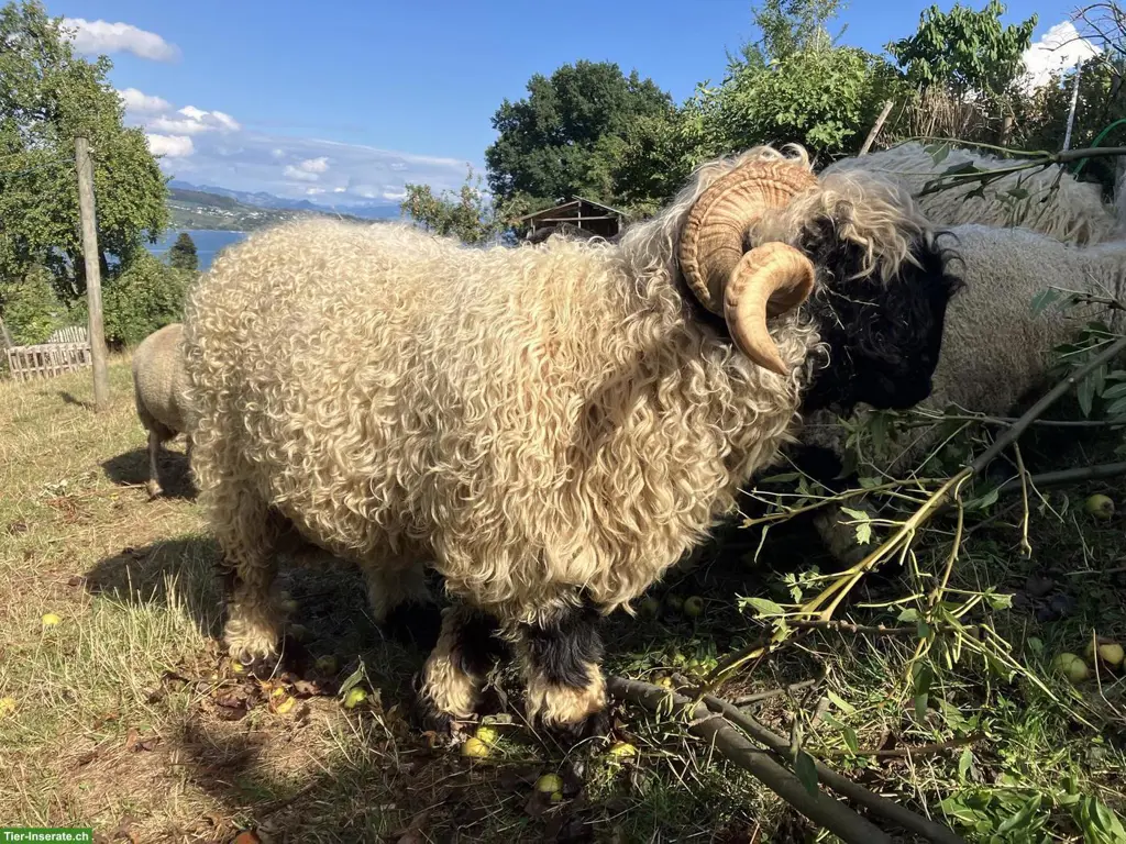 Produktiver Walliser Schwarznasenbock zu verkaufen