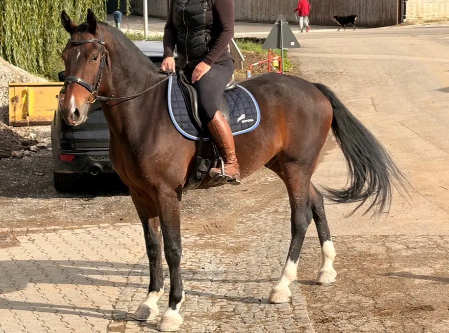 Reitbeteiligung