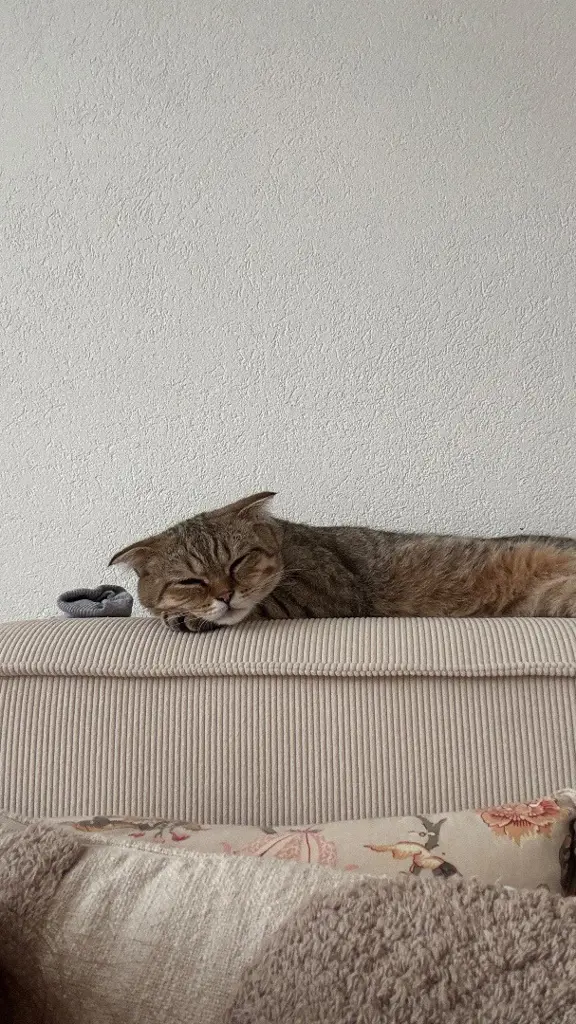 2 BKH Brüder (7Monate) suchen ein neues Zuhause