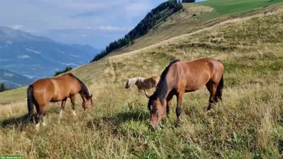 Sommerweiden für Pferde und Ponies im Graubünden