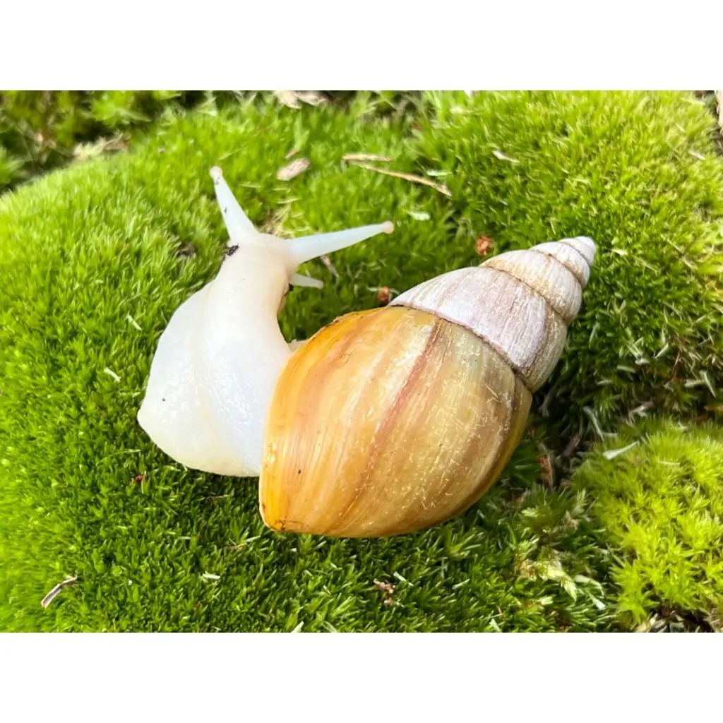 Achatschnecke Lissachatina Fulica Vollalbino Suche