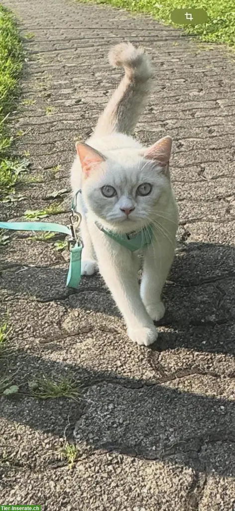 BKH Kater sucht Katze zum paaren