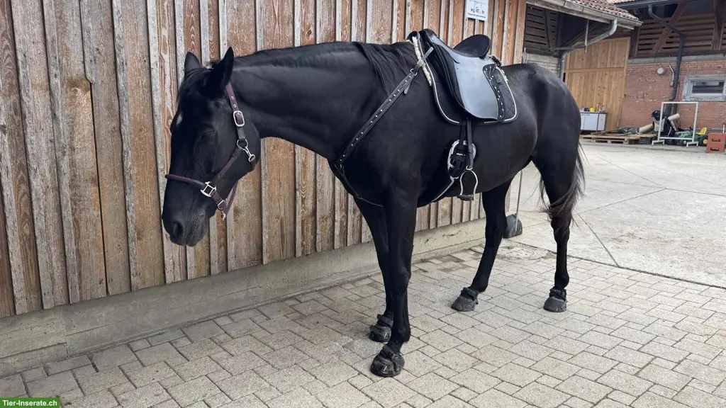 Reitbeteiligung für wunderschöne, feine Rappstute in Kehrsatz BE