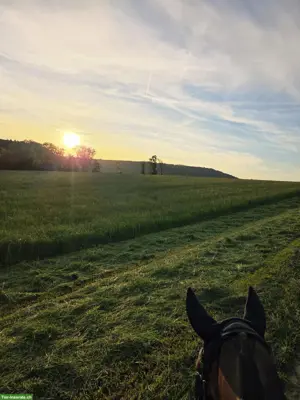 Zuverlässige Reitbeteiligung für gemeinsame Ausritte im Fricktal
