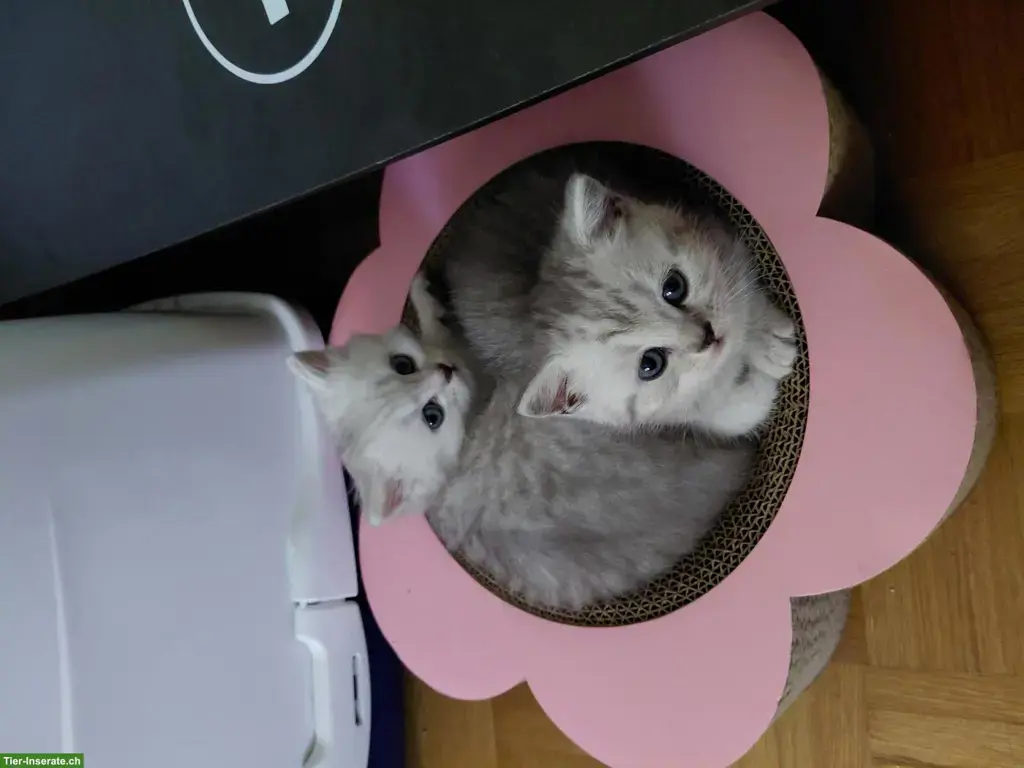 BKH Kithen zwei Kater