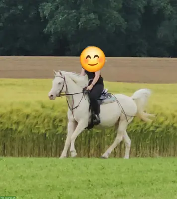 Grosse Araber-Stute, Cremello, gut geritten, hervorragende Zuchtstute