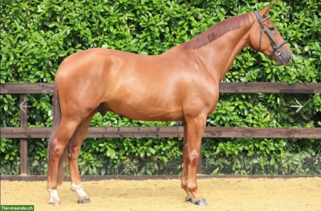 Reitbeteiligung für Grosses Warmblut Nähe Hagendorn ZG