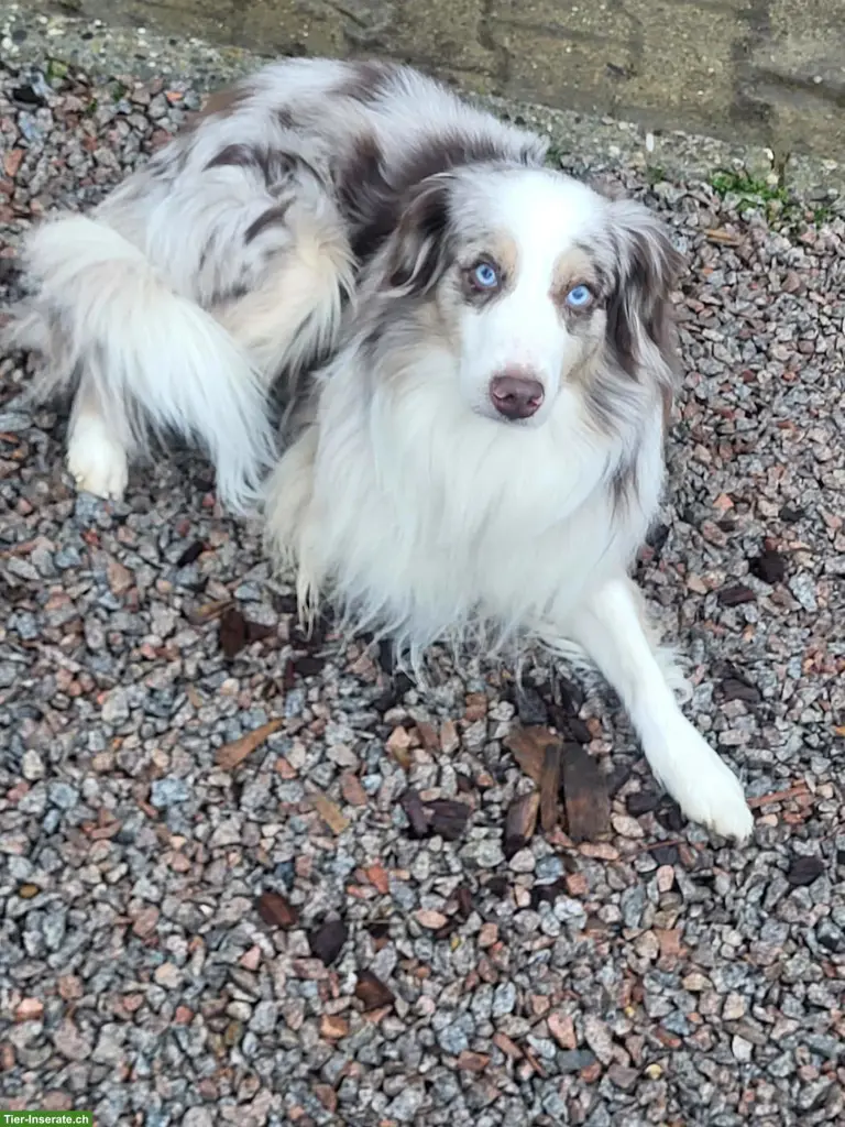 Sehr schönen Mini Aussie Rüde kastriert